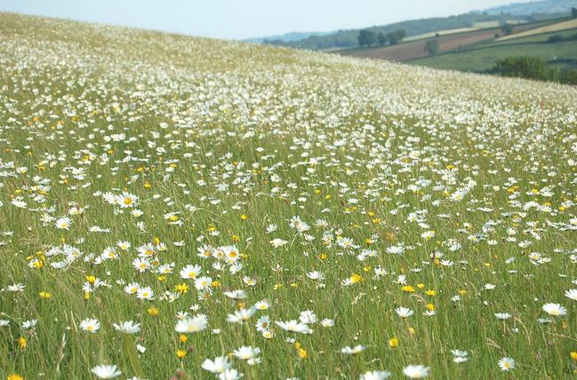 Meadow