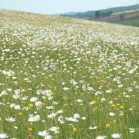 Meadow